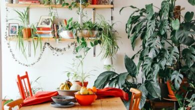 online plant stores India