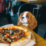 Pet-friendly cafes in Delhi NCR
