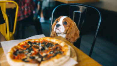 Pet-friendly cafes in Delhi NCR