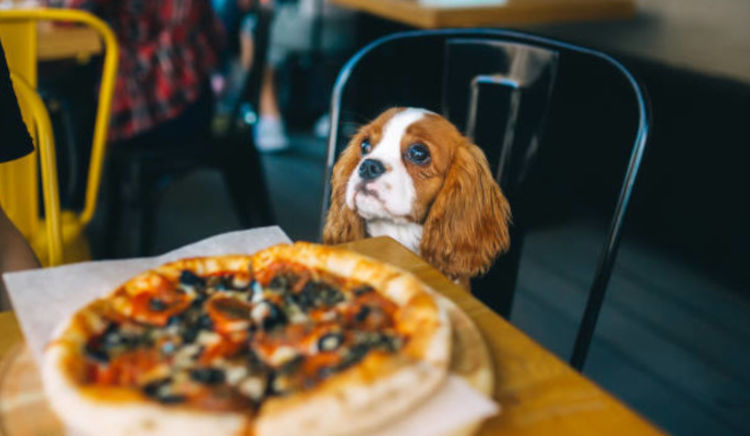 Pet-friendly cafes in Delhi NCR