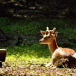 Wildlife Sanctuaries Near Delhi