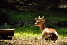 Wildlife Sanctuaries Near Delhi
