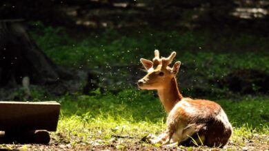 Wildlife Sanctuaries Near Delhi