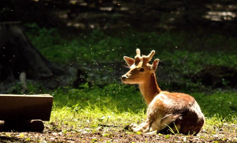 Wildlife Sanctuaries Near Delhi